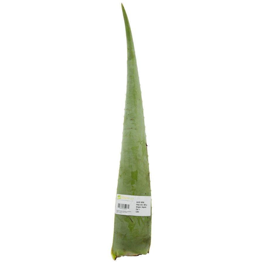 Hoja aloe vera ecológica (peso mínimo 400 g) unidad